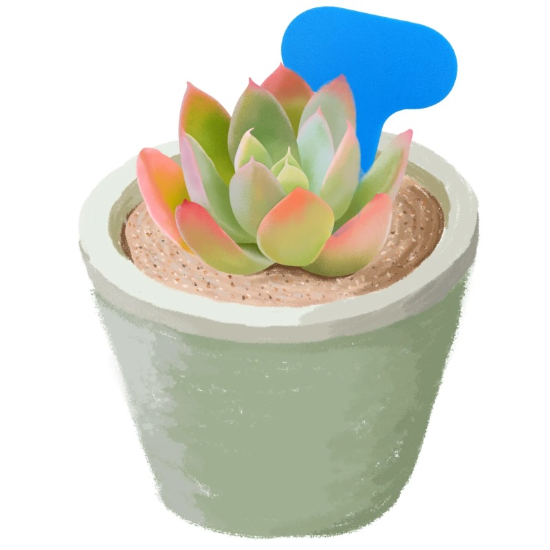 50PCS 정원 식물 라벨 마커 50*70MM 다채로운 - Bonsai Garden Ticket 리뷰 및 가격
